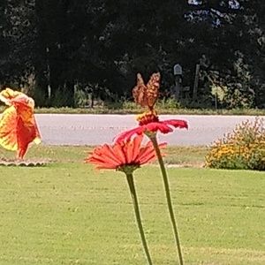 Meet your Posher, Sonya